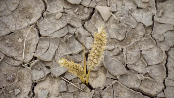 Trigo Brotó Través Tierra Seca Concepto Calentamiento Global Hambre Mundial — Vídeos de Stock