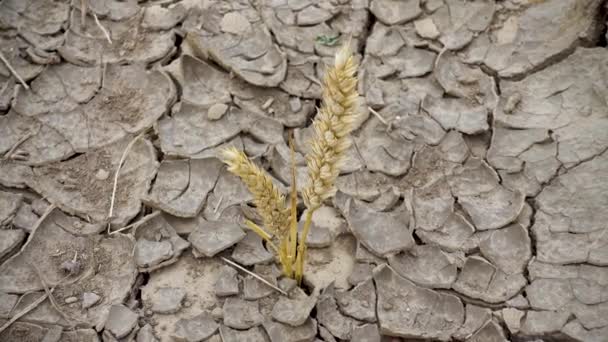 Wheat Sprouted Dry Soil Concept Global Warming World Hunger Worldwide — 图库视频影像