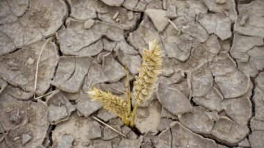 Wheat sprouted through dry soil. The concept of global warming, world hunger, worldwide drought. 