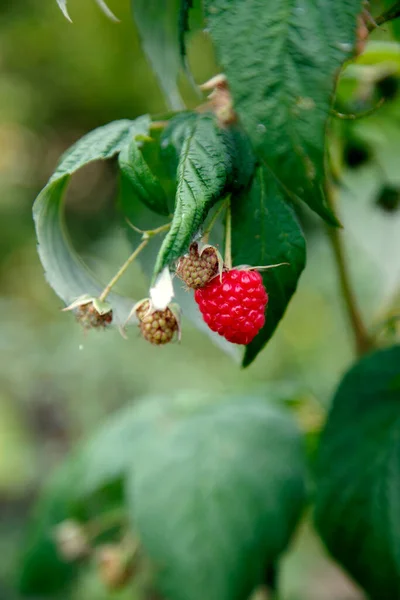 Fresh Organic Red Raspberries Composition Non Gmo Red Raspberries Table — Stockfoto