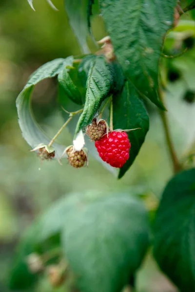 Fresh Organic Red Raspberries Composition Non Gmo Red Raspberries Table — Stock Photo, Image