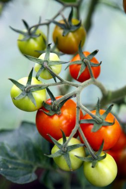Fresh organic yellow tomatoes. Organic non-GMO yellow tomatoes on a bush. The concept of health, non-GMO products, clean ecological food. 