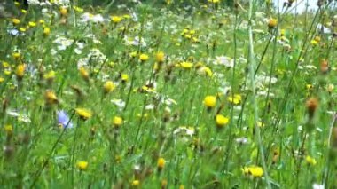 Wild wildflowers during the day. Camera movement across the flower field. Flower petals and grass leaves touch the camera lens as you move. The concept of nature, life, recreation.