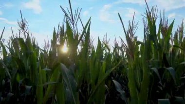 Corn field in the rays of the setting sun. Camera movement over corn tops with sun glare. Sky and sun over the cornfield. The concept of nature, agriculture, food industry. 