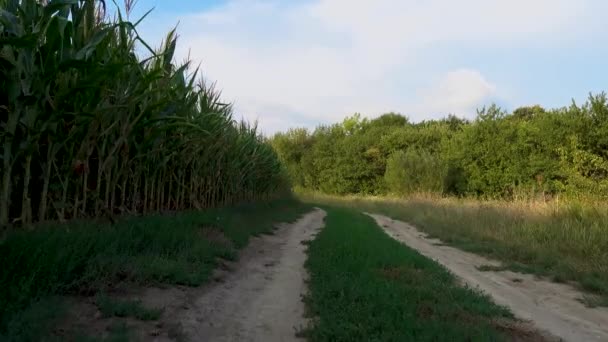 View Rustic Rural Road Driving Country Road Camera Moves Overgrown — Stock Video