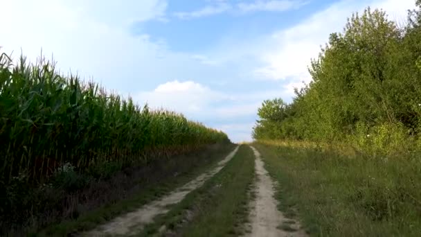 View Rustic Rural Road Driving Country Road Camera Moves Overgrown — Video