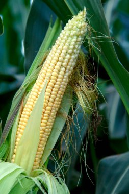 Growing corn in nature. Ripe corn in the field ready for harvest. The concept of nutrition, vegetarianism, world nutrition problems. 