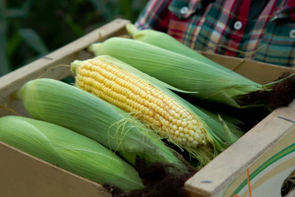 A young woman is holding a box of ripe corn on the cob. Hands of a girl with a box of corn before being sent for sale. The concept of food, survival, economy. 