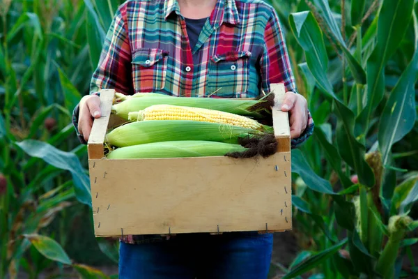 Young Woman Holding Box Ripe Corn Cob Hands Girl Box — Stock Fotó