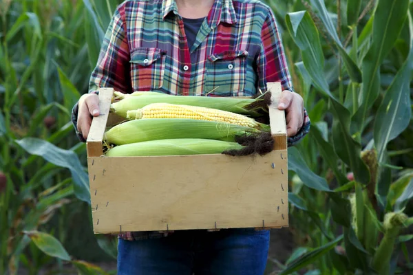 A young woman is holding a box of ripe corn on the cob. Hands of a girl with a box of corn before being sent for sale. The concept of food, survival, economy. 