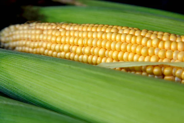 Growing Corn Nature Ripe Corn Field Ready Harvest Concept Nutrition — Stock Fotó