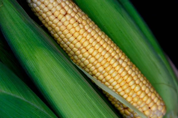 Growing corn in nature. Ripe corn in the field ready for harvest. The concept of nutrition, vegetarianism, world nutrition problems. 