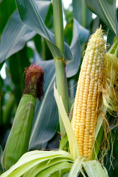 Growing Corn Nature Ripe Corn Field Ready Harvest Concept Nutrition — Fotografia de Stock