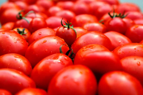 Fresh organic red tomatoes. Eco friendly non-gmo red tomatoes on the table. The concept of health, non-gmo products, clean ecological food. 