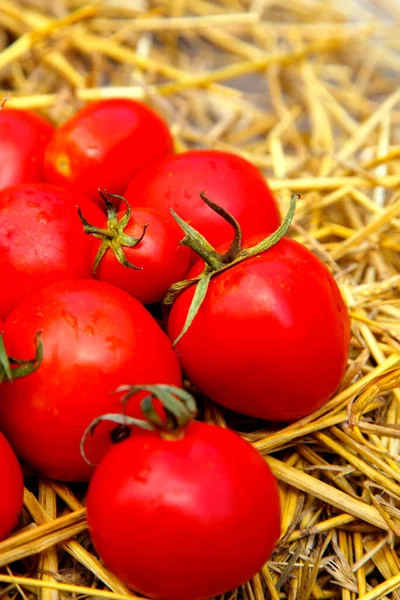 Fresh organic red tomatoes. Eco friendly non-gmo red tomatoes on the table. The concept of health, non-gmo products, clean ecological food. 