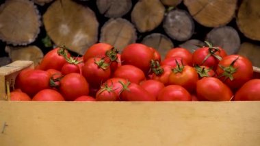 Box with fresh red tomatoes on the background of firewood. Red non-GMO tomatoes in a container on a wood texture background. Camera movement to the object. 