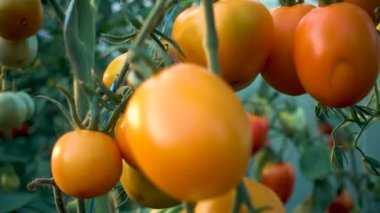 Fresh organic yellow tomatoes. Organic yellow non-GMO tomatoes on a bush. The concept of health, non-GMO products, clean ecological food. Camera movement. 
