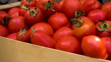 Box with fresh red tomatoes on the background of firewood. Red non-GMO tomatoes in a container on a wood texture background. Camera movement to the object. 