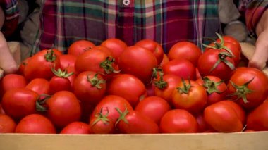 Women's hands hold a box of tomatoes. Close-up girl's hands with red tomatoes. Camera movement towards and away from an object. 