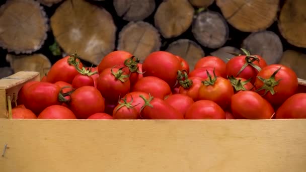 Box Fresh Red Tomatoes Background Firewood Red Non Gmo Tomatoes — ストック動画