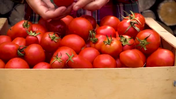 Women Hands Hold Box Tomatoes Close Girl Hands Red Tomatoes — Stok video