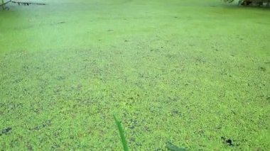A swamp overgrown with duckweed in a deep forest. A pond in a dense deep forest is overgrown with duckweed. Wild untouched nature. Camera movement. 