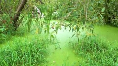 A swamp overgrown with duckweed in a deep forest. A pond in a dense deep forest is overgrown with duckweed. Wild untouched nature. Camera movement. 