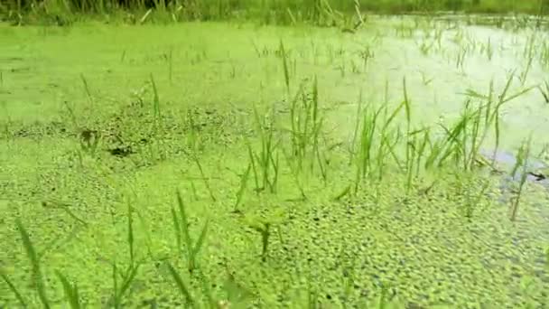 Swamp Overgrown Duckweed Deep Forest Pond Dense Deep Forest Overgrown — Stockvideo