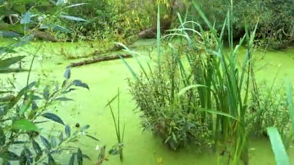 Swamp Overgrown Duckweed Deep Forest Pond Dense Deep Forest Overgrown — Vídeo de stock