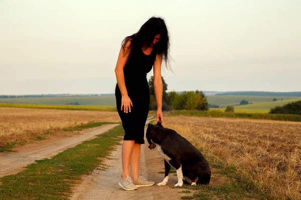 Beautiful young woman in a field with a dog for a walk. Girl with Staffordshire Terrier in the countryside. A happy lady walks her dog in the evening. 