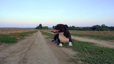American Staffordshire Terrier walking in the field. Staffordshire Terrier walks in nature. Pets, dogs, terriers. 