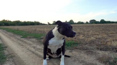 American Staffordshire Terrier walking in the field. Staffordshire Terrier walks in nature. Pets, dogs, terriers. 