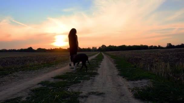 Beautiful Young Woman Walks Staffordshire Terrier Field Happy Free Girl — Stock video