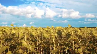 View of a field with sunflowers and the sky in motion. Camera movement along the field with sunflowers. Agriculture, industry, backgrounds, textures, nature. 