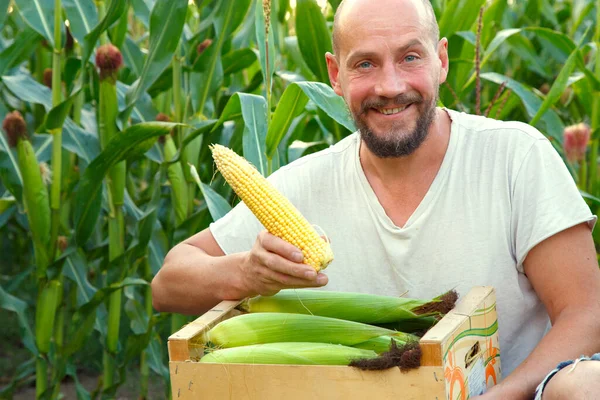 Portrait of a young man with a box of corn in his hands. A young farmer holds a box of corn in his hands. The concept of food, industry, agriculture. 