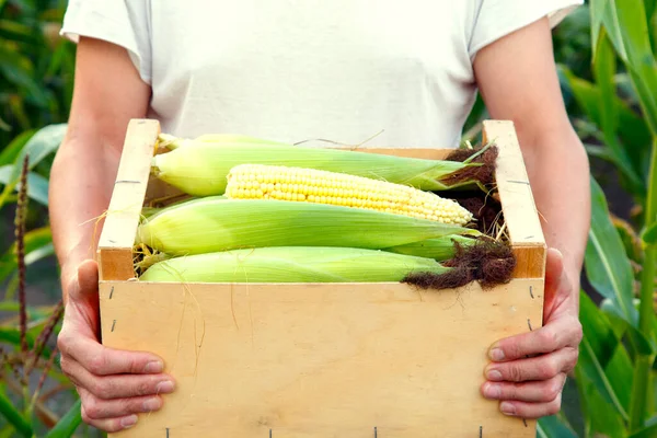 Man Hands Box Corn Farmer Hands Corn Harvest Concept Food — Stock Fotó