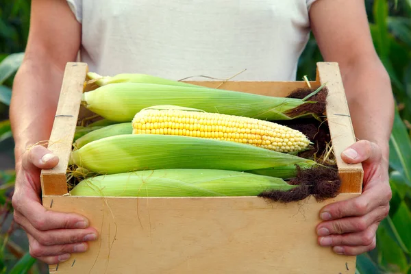 Man Hands Box Corn Farmer Hands Corn Harvest Concept Food — Fotografia de Stock