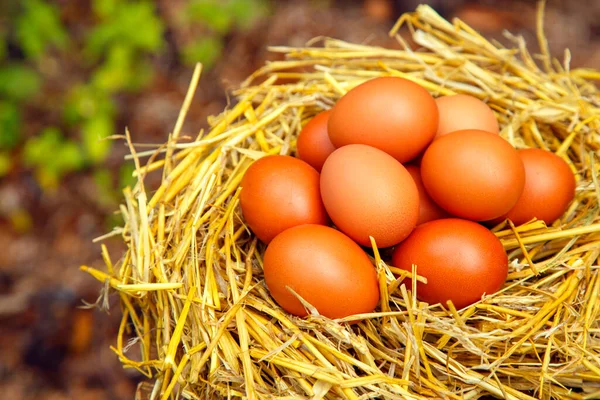 Natural Chicken Eggs Different Backgrounds Chicken Eggs Hemp Table Straw — 图库照片