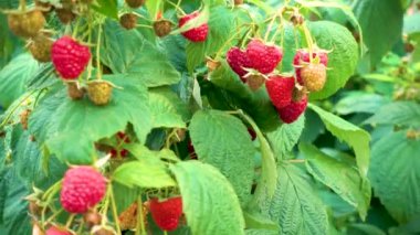 Raspberry plantation on a farm. Red raspberries are ready for harvest. The concept of agriculture, farming, food, fruits and berries. 