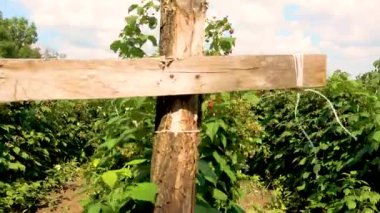 Raspberry plantation on a farm. Red raspberries are ready for harvest. The concept of agriculture, farming, food, fruits and berries. 