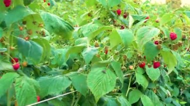 Raspberry plantation on a farm. Red raspberries are ready for harvest. The concept of agriculture, farming, food, fruits and berries. 