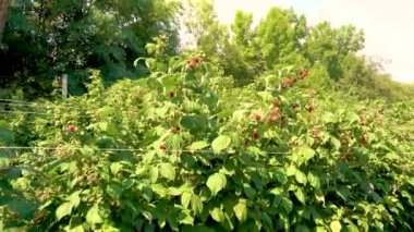 Raspberry plantation on a farm. Red raspberries are ready for harvest. The concept of agriculture, farming, food, fruits and berries. 