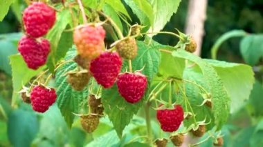 Raspberry plantation on a farm. Red raspberries are ready for harvest. The concept of agriculture, farming, food, fruits and berries. 