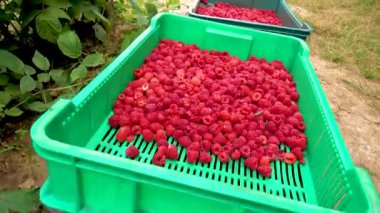 Fresh red raspberries in boxes. Collection of red raspberries in boxes. The concept of agriculture, farming, food, fruits and berries. Camera movement. 