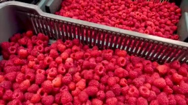 Fresh red raspberries in boxes. Collection of red raspberries in boxes. The concept of agriculture, farming, food, fruits and berries. Camera movement. 