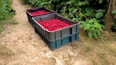 Fresh red raspberries in boxes. Collection of red raspberries in boxes. The concept of agriculture, farming, food, fruits and berries. Camera movement. 