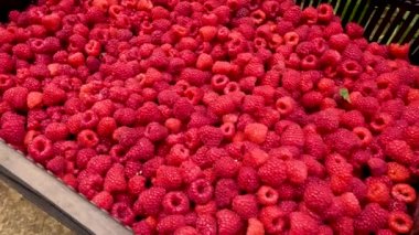 Fresh red raspberries in boxes. Collection of red raspberries in boxes. The concept of agriculture, farming, food, fruits and berries. Camera movement. 
