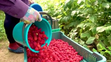 Fresh red raspberries in boxes. Collection of red raspberries in boxes. The concept of agriculture, farming, food, fruits and berries. Camera movement. 