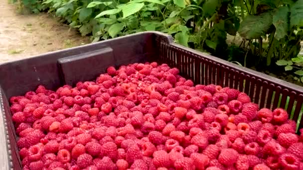 Fresh Red Raspberries Boxes Collection Red Raspberries Boxes Concept Agriculture — Stockvideo