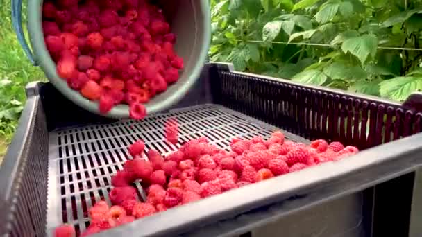 Fresh Red Raspberries Boxes Collection Red Raspberries Boxes Concept Agriculture — Vídeo de stock